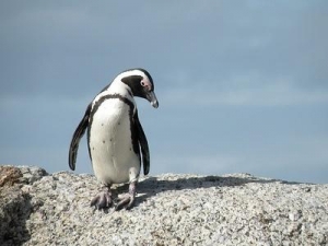 Waddle you do to help save the African penguin? 