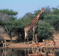 Is Kruger Under Threat Of Hotels?