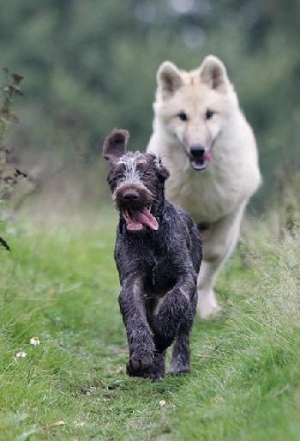 Pet Talk part 5 - Modern dog companions adapt with humans