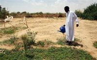 Underground forests bring deserts to life