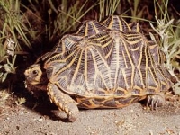 End is near for vulnerable SA species
