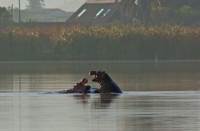 Update on the two escaped Rondevlei hippos