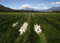 Organic farmer wins runner-up for Green Personality