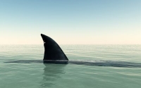 Global fin trade plummets shark population 