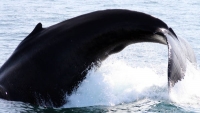 Close to shore, humpbacks are far from safe