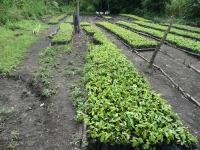 Green lungs for Africa