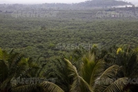 New York investors’ big African land grab exposed