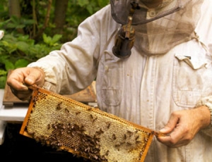 Beekeeping for dummies 