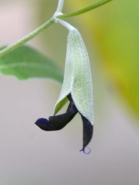 Manifesting Utopia: the medicines of nature
