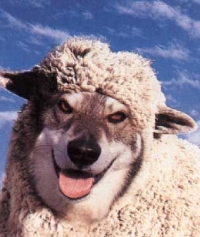 A Wolf in United Nations Clothing at COP17