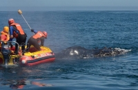 Rescuers free entangled humpback whale