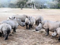 New rhino laws gazetted