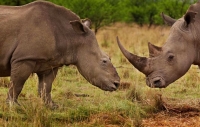 Second Madikwe rhino killed