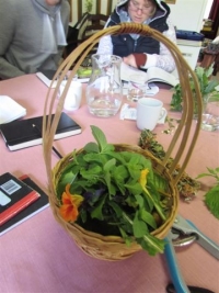 Wild and healthy weeds: gifts from nature