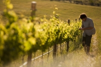Wine drinkers help protect Cape environment