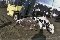 Ag-Gag laws could make America sick