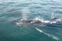 Rainbow Warrior Day 4 - Then the whales came