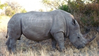 3 suspected rhino poachers arrested