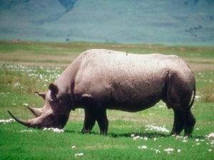 Top honours for significant rhino protection 