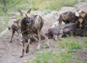 Second Chance for African Wild Dogs 