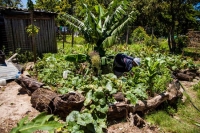 Growing your own sustainable food forest