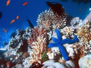 Act Now to Protect Disappearing Corals 