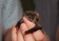 Saving the bats from the blade
