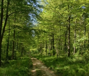 The gift of trees