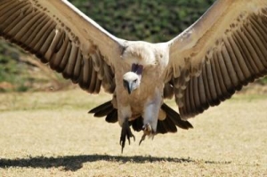 Save the Cape Vulture 