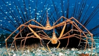 Climate change to harm all forms of marine life