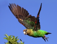 Saving endangered Cape Parrots
