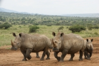 Nearly 500 rhinos poached in SA this year