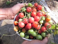 The key to winter veggies
