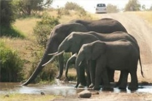 For the love of elephants 