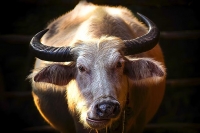 Water buffalo &amp; donkey join horse meat on the menu