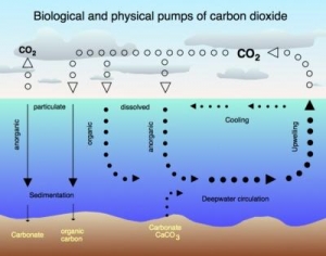 Fertilizing Oceans Seen Fruitless In Climate Fight