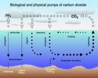 Fertilizing Oceans Seen Fruitless In Climate Fight