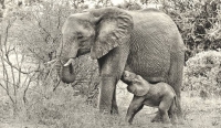 Not enough being done to fight elephant poaching