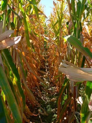 gm maize field trials threaten social and environmental health