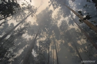 Indonesia official praises sustainable palm oil development