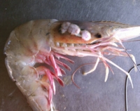 Gulf seafood deformities alarm scientists 