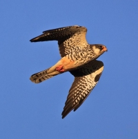 Joy as migratory falcon arrives in KwaZulu-Natal 