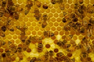 robbed of bees