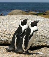Tracking African Penguins' breeding patterns