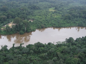 finding a future in forests