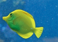 Warming oceans may shrink the fish