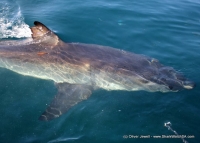 In the jaws of extinction