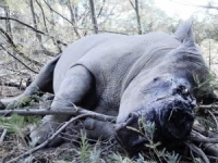 150 game rangers to stop rhino poaching in Kruger