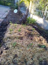 Grow your own food step 3: Digging a trench bed