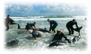 The way of the whales 